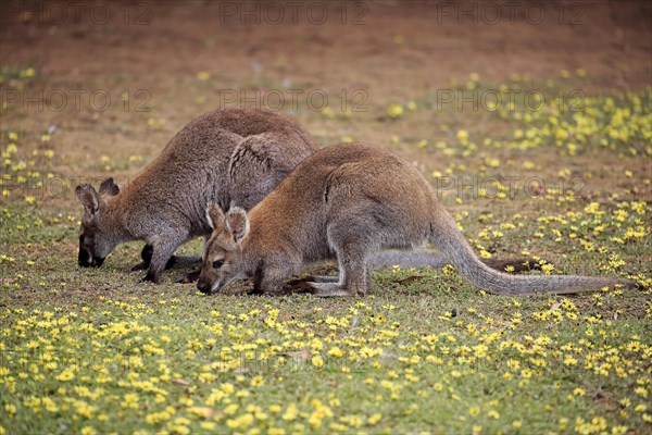 Red-necked wallabies (Macropus rufogriseus)