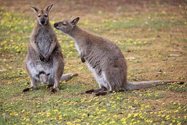 Red-necked wallabies (Macropus rufogriseus)