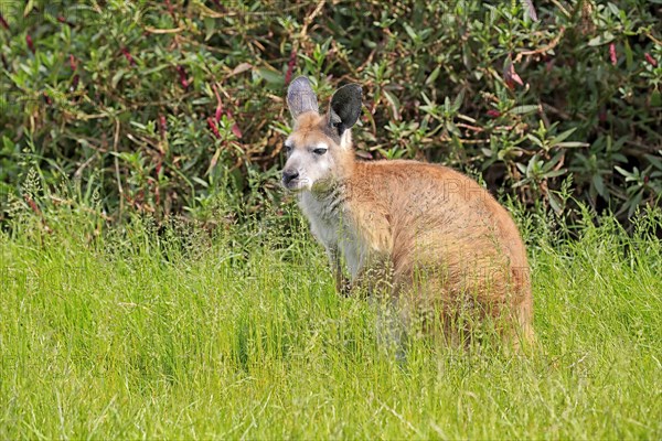 Common wallaroo (Macropus robustus)