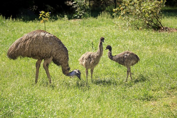 Emu (Dromaius novaehollandiae)