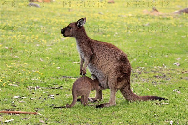 Western gray kangaroo (Macropus fuliginosus fuliginosus)