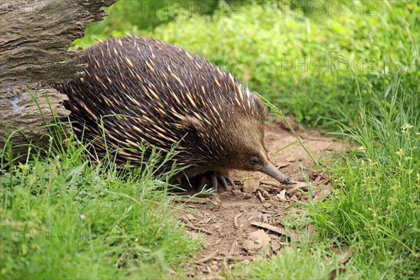 Short-beaked echidna (Tachyglossus aculeatus)