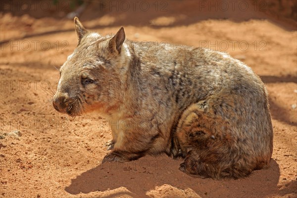 Southern hairy-nosed wombat (Lasiorhinus latifrons)