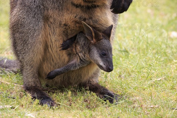 Swamp wallaby (Wallabia bicolor)