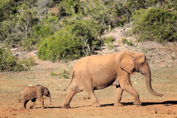 African elephant (Loxodonta africana)