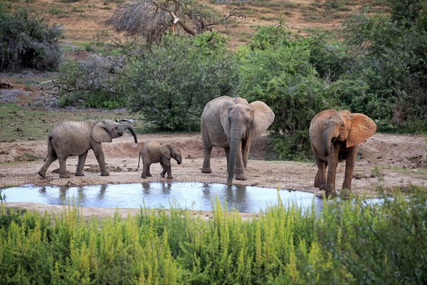 African elephants (Loxodonta africana)