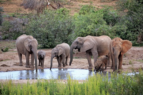 African elephants (Loxodonta africana)