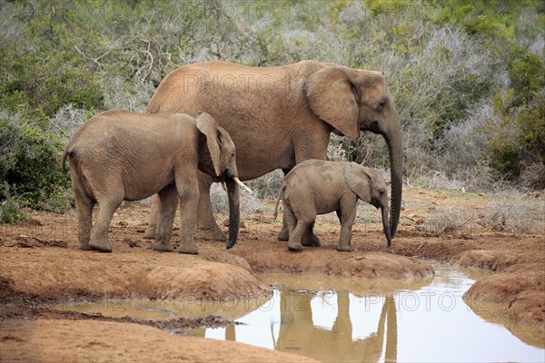 African elephants (Loxodonta africana)