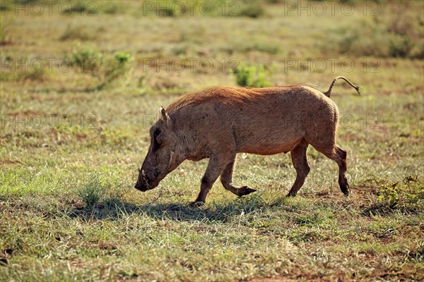 Warthog (Phacochoerus aethiopicus)