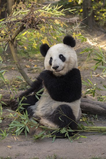 Giant panda (Ailuropoda melanoleuca)