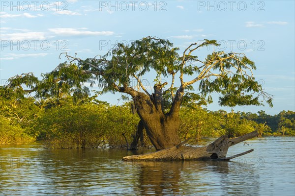 Tree (Macrolobium acaciifolium) in Laguna Grande