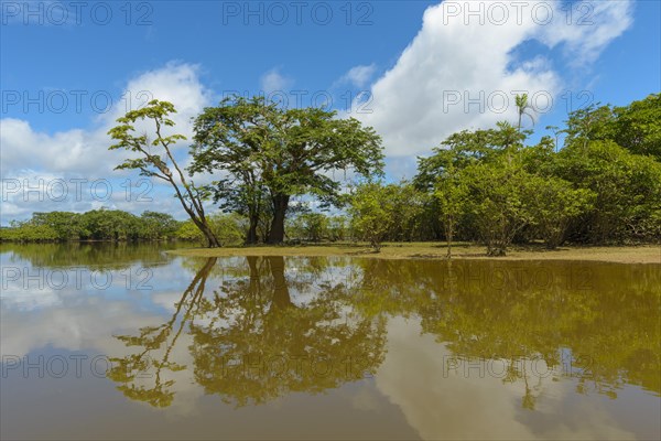 Rainforest vegetation reflected in Laguna Grande