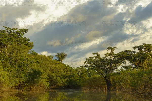 Rainforest vegetation