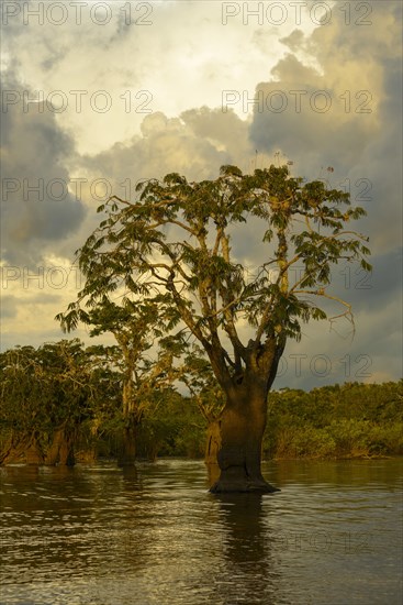 Tree (Macrolobium acaciifolium) in Laguna Grande