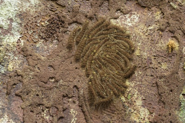 Caterpillars of the processionary moth (Thaumetopoeinae)