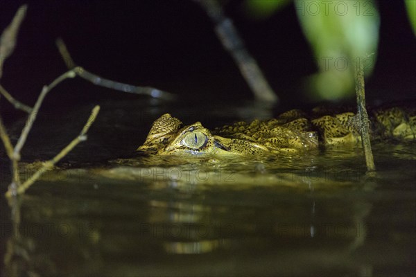 Spectacled caiman (Caiman crocodilus)