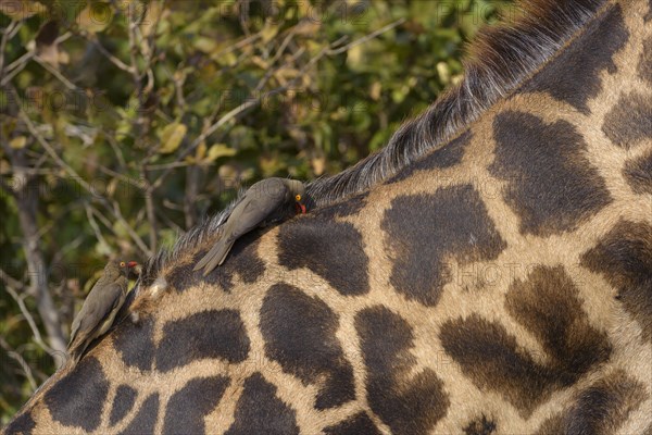 Red-billed oxpecker (Buphagus erythrorhynchus) pick on Rhodesian giraffe (Giraffa camelopardalis thornicrofti)