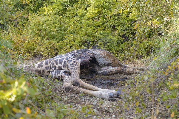 Eviscerated Rhodesian giraffe (Giraffa camelopardalis thornicrofti)