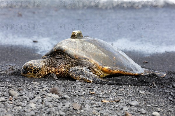 Green sea turtle (Chelonia mydas) with GPS receiver on shell