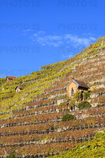 Small house in a vineyard
