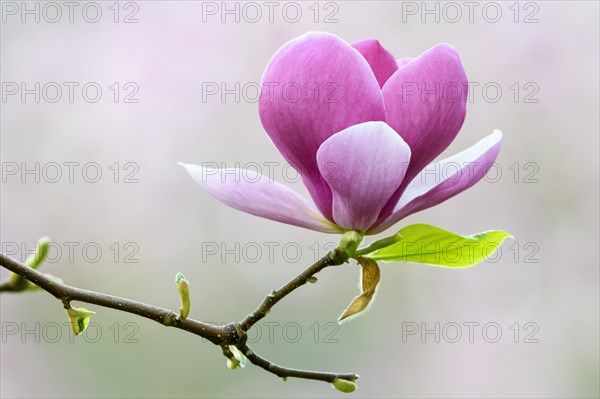 Saucer Magnolia (Magnolia x soulangeana)