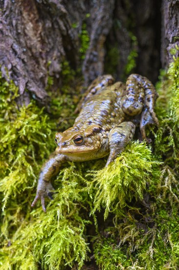 Common toad (Bufo bufo)