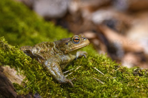 Common toad (Bufo bufo)