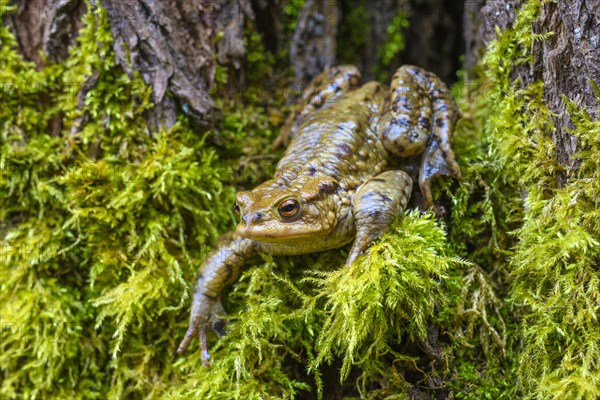 Common toad (Bufo bufo)