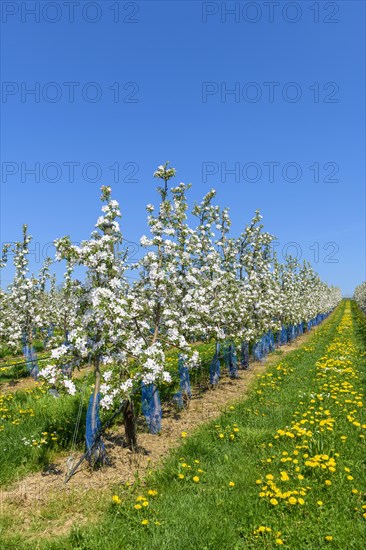 Apple plantation in spring