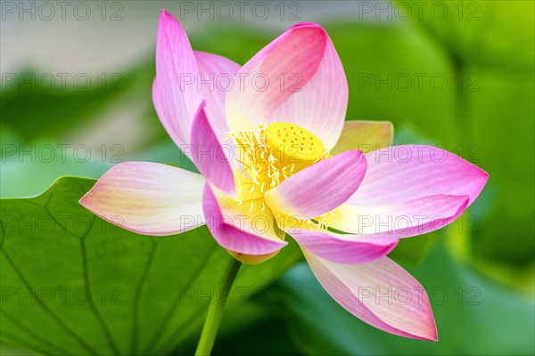 Indian Lotus (Nelumbo nucifera