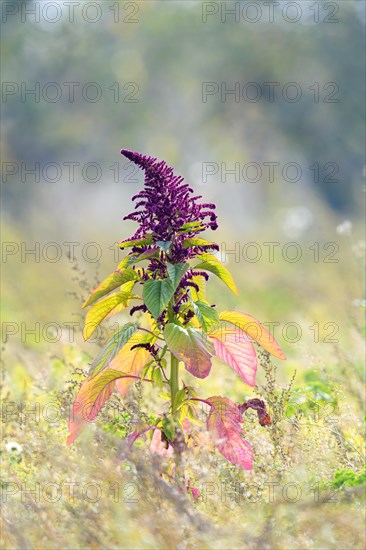 Purple flowering Blood Amaranth (Amaranthus cruentus)