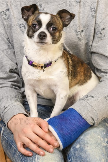 Small Chihuahua dog sitting on the lap of a girl with plaster bandage