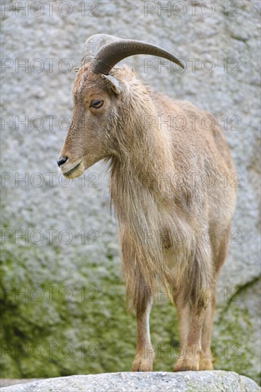 Barbary sheep (Ammotragus lervia)