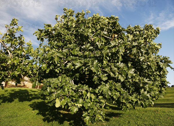 Fig tree