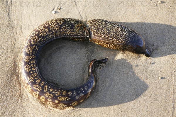 At a nylon cord perished moray (Muraenidae)