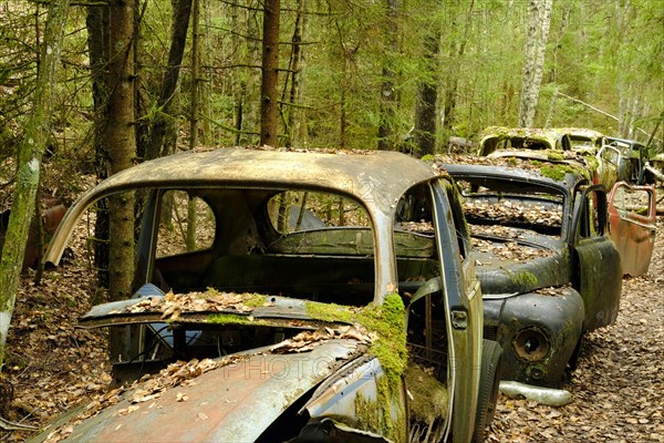 Scrap cars in a row in the forest