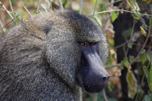 Anubis or olive baboon (Papio anubis)