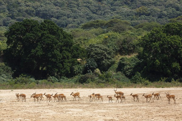 Impala (Aepyceros melampus)