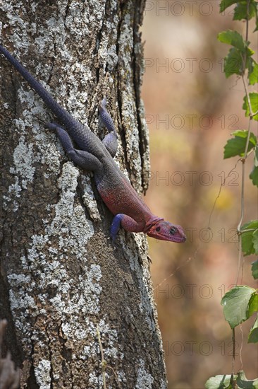 Mwanza flat-headed rock agama (Agama mwanzae) climbing on tree trunk
