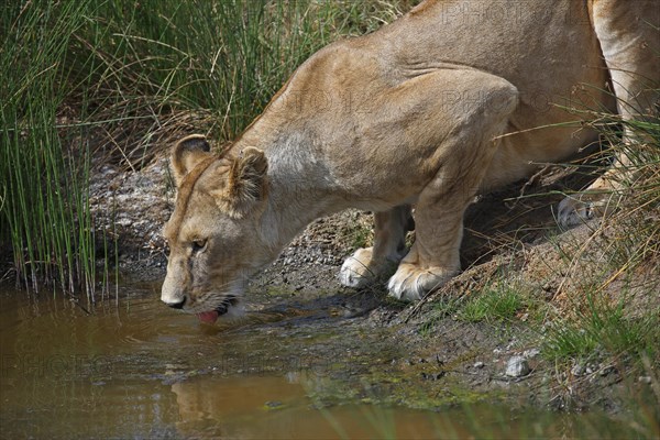 Lioness drinking