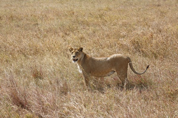 Pregnant lioness wandering in savannah