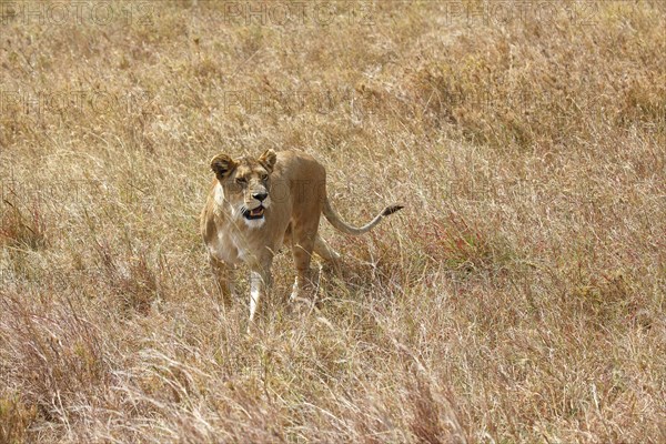 Pregnant lioness wandering in savannah