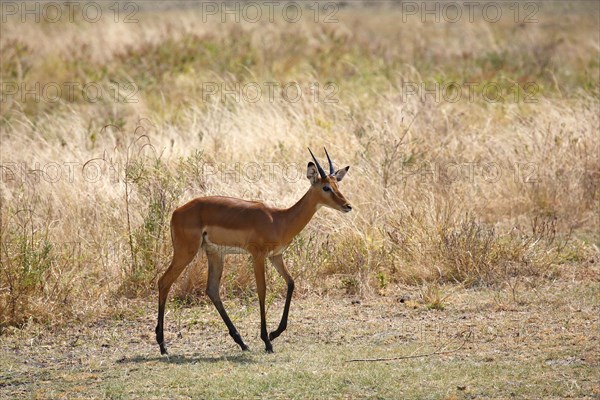 Impala (Aepyceros melampus)