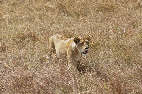 Pregnant lioness wandering in savannah