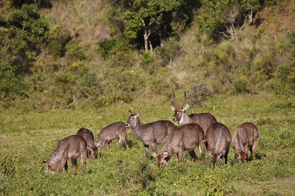 Waterbuck (Kobus ellipsiprymnus)