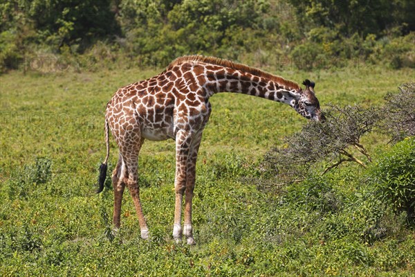 Maasai giraffe (Giraffa camelopardalis) feeding