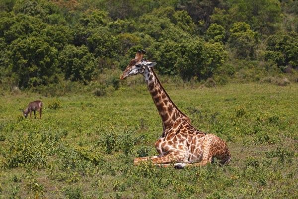 Maasai giraffe (Giraffa camelopardalis) sitting on ground