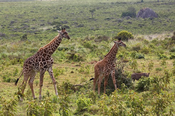 Maasai giraffe (Giraffa camelopardalis)