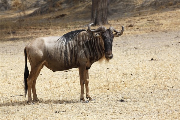 Wildebeest (Connochaetes sp.)