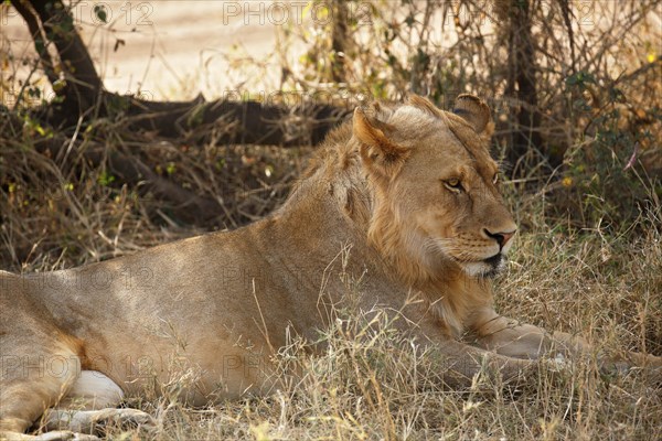 African lion (Panthera leo)